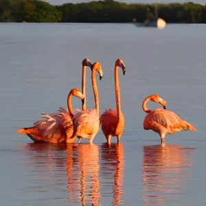 Rio Lagartos & Las Coloradas